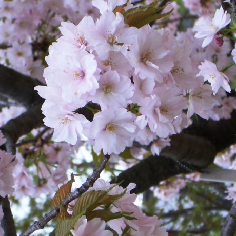 오사카 민트에서의 벚꽃