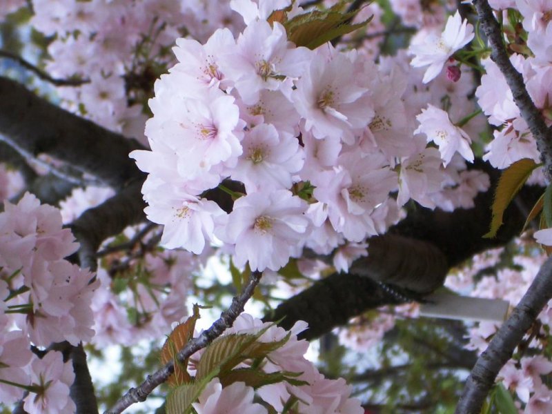 오사카 민트에서의 활짝 핀 벚꽃