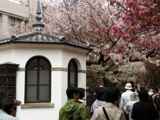The Historical Buildings of Osaka Mint give photographers many opportunities to capture the Cherry Blossoms in a unique context