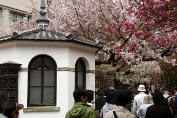 The Historical Buildings of Osaka Mint give photographers many opportunities to capture the Cherry Blossoms in a unique context