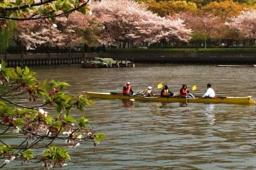 Cherry Blossoms Viewing or Hanami by the Yodogawa River is a great way to enjoy Spring