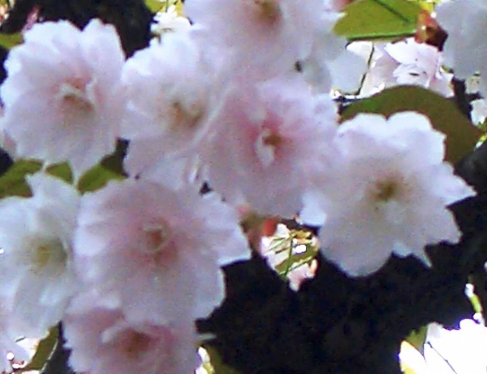 Cherry Blossoms close up