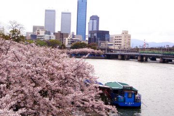 Looking north to the skyline and the Keihan Railway line from the Yodogawa during Cherry Blossoms Viewing time near Osaka Mint