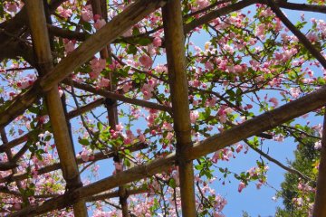 Looking up at the flowers from under the tree, the pink petals look very nice against the blue sky
