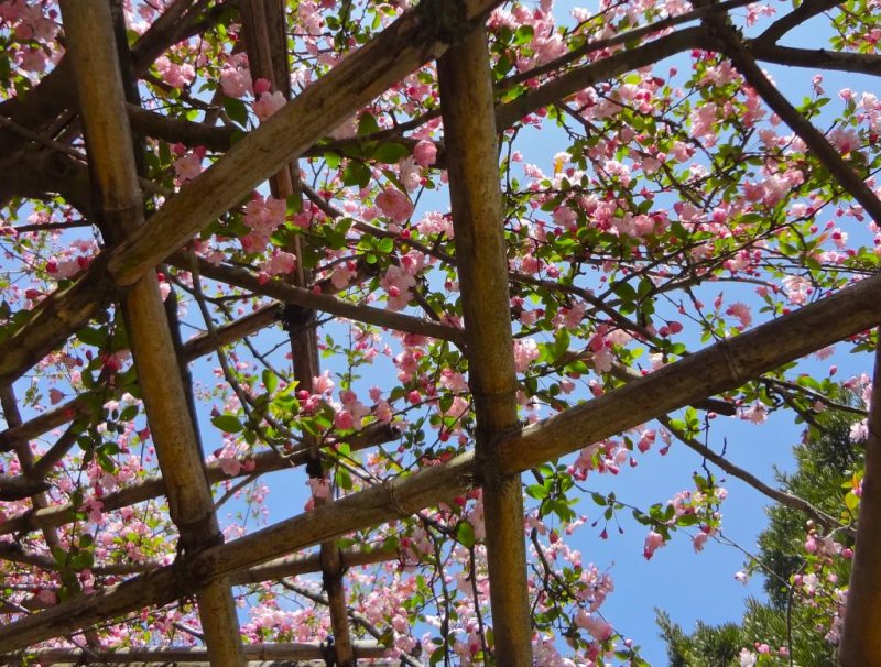 มองขึ้นไปข้างบน ดอกสีชมพูดูสดสวยใต้ท้องฟ้าสีคราม