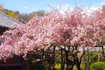 The branches of this crabapple tree open widely and are held up by bamboo supports