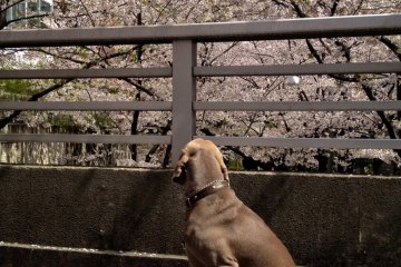 <p>สุนัขเลี้ยงชื่นชมดอกซากุระ</p>