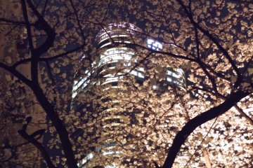 <p>อาคาร เซ็นโกะกุยะมะเป็นฉากหลังให้กับดอกซากุระที่สว่างไสว</p>