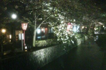 Night beauty at Gion Shirakawa in Springtime