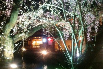 Relax at a waterside restaurant by the canal at Gion Shirakawa in Springtime