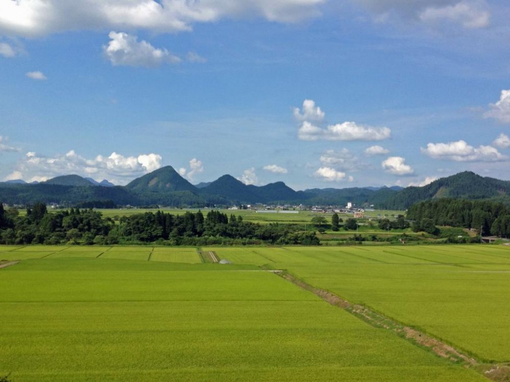 Summer: In mid-August, the rice fields around Kaneyama are lush and vibrantly green. This view, with its distinctive hills in the distance, is the first glimpse visitors get of Kaneyama when travelling north from Yamagata City.