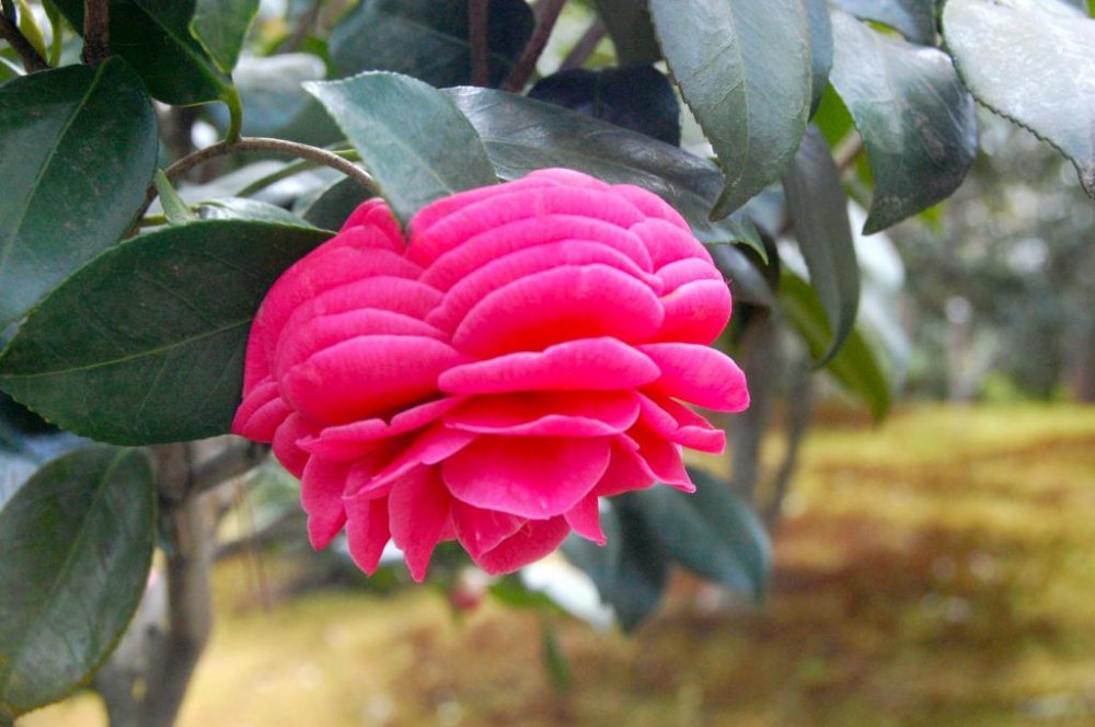 Camellia perfection