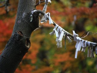 Paper fortunes tied to a tree.