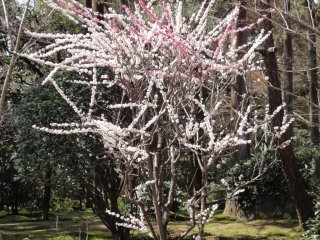 Early Spring Sakura