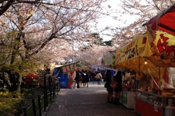 <p>맛있는 간식들을 파는 상점들을 둘러싼 벚꽃나무들.</p>