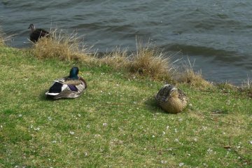 This time, ducks taking a breather