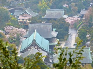 桜の頃、半僧坊から建長寺を見る