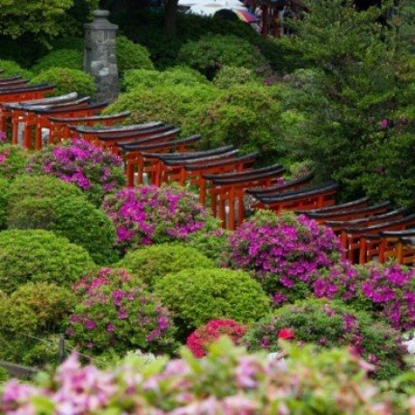 งานเทศกาลดอกอะเซลเลียแห่งบุงเกียว