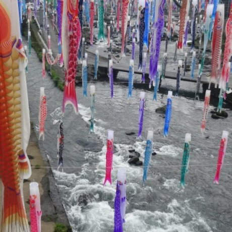 เทศกาลสายรุ้งปลาคาร์พที่ Tsuetate Onsen 