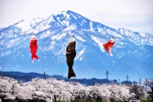 เทศกาล Benten Sakura 