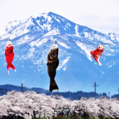 เทศกาล Benten Sakura 