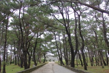 A tree-lined pathway leads to the Zakimi Castle ruins in Yomitan Okinawa.