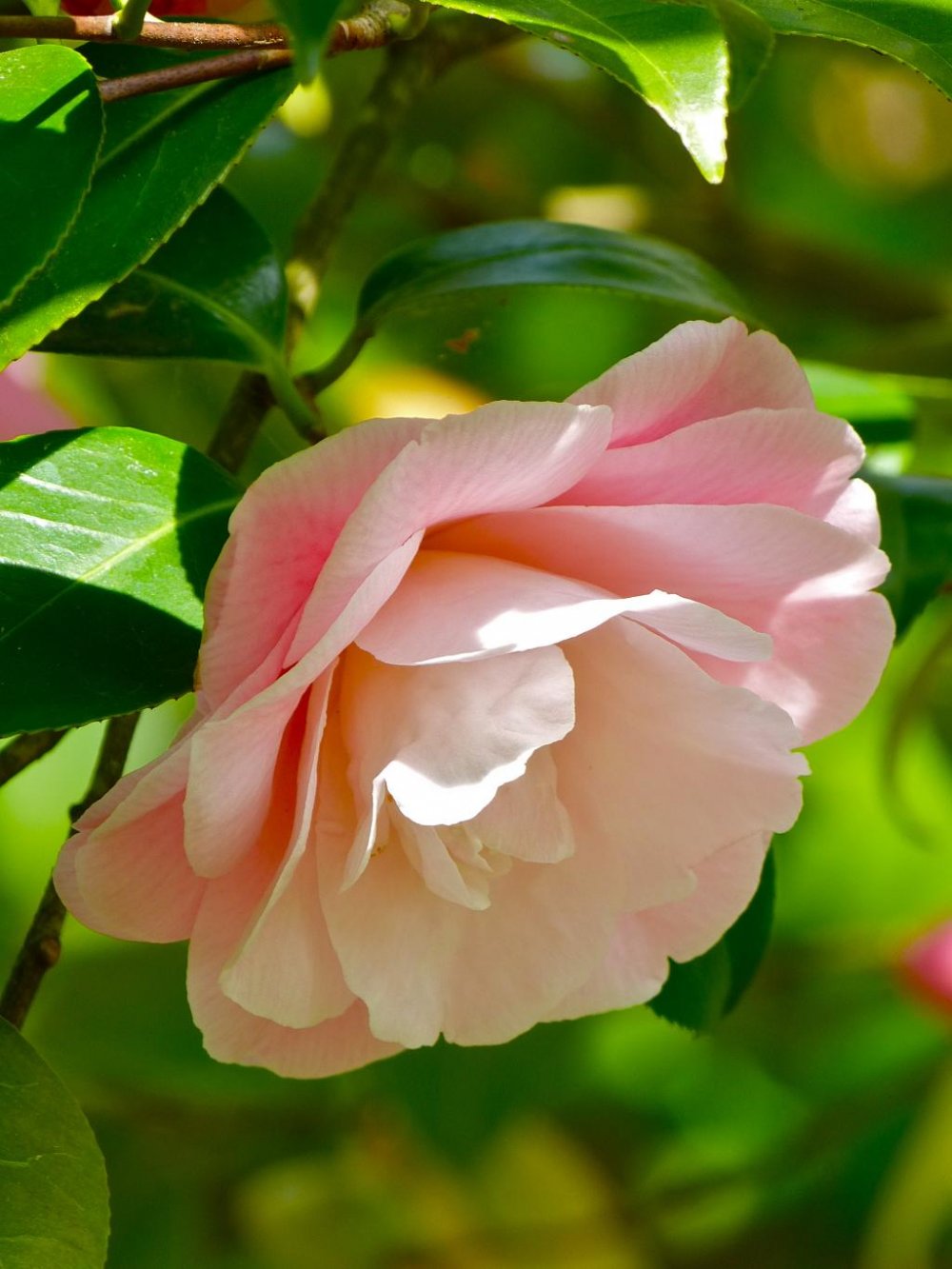 A pink camellia