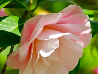 A pink camellia