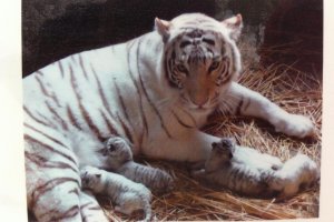 Tobu Zoo, Carla-chan and her cubs. Four baby white tigers born March 16, 2013.
