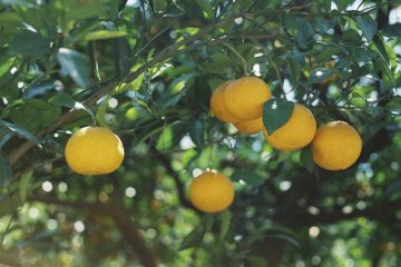 Enjoy loads of delicious citrus in the many towns you pass through on your way!