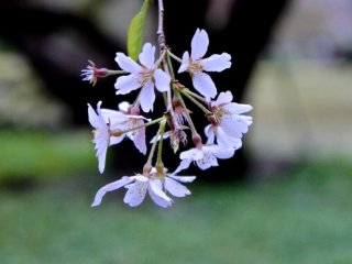 Low sitting cherry blossom branch