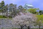 Сезон цветения сакуры в замке Нагоя