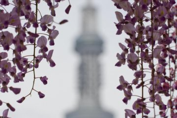 <p>สกายทรี (Skytree) มองผ่านม่านดอกวิสทีเรีย</p>