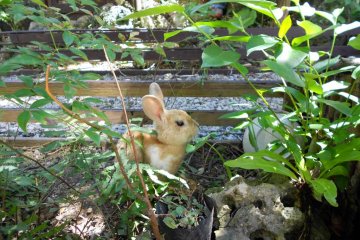 กระต่ายในสวนด้านหลังของโนอาห์สไตล์
