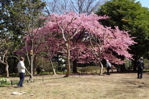 ซากุระพันธ์บานเร็วในสวนคิทะโนะมะรุ 