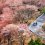 Sakura on Mount Yoshino
