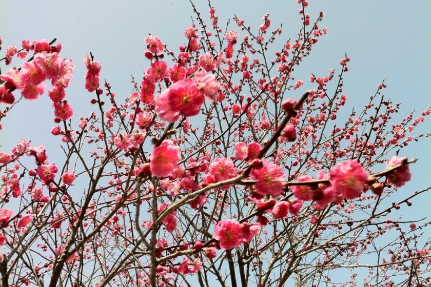 ดอกพลัมในสวนมะมุโระกะวะ มีต้นพลัมประมาณ 400 ต้น ปลูกที่นี่ โดยปกติแล้วคุณจะเห็นได้ทั้งดอกพลัมและดอกซากุระในเวลาเดียวกัน งานเทศกาลดอกพลัมมีขึ้นที่นี่ทุกๆปี ในช่วงเวลาสัปดาห์ทอง