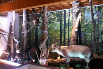 Many displays in the museum show the wildlife in the area. Here you can see some stuffed animals