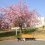 A French Bulldog &amp; Cherry Blossoms