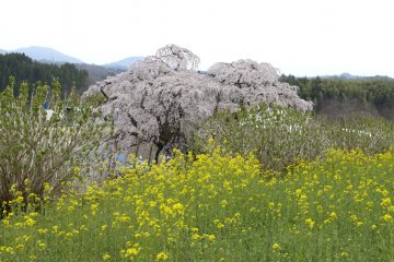 In the foreground are nanohana (rape blossoms)