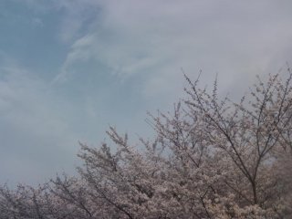 Spring means cherry blossom season