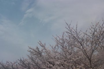 Spring means cherry blossom season