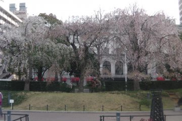 Weeping cherry blossoms in Yamashita Park