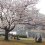 横浜ウォーターフロントの桜