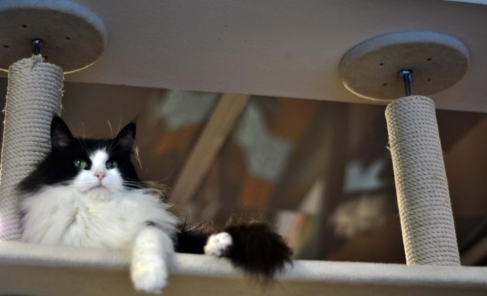 Есть много высоких полок, где кошки могут побыть некоторое время в одиночестве
