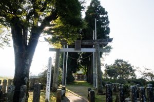 Lối vào đền thờ: Cổng torii với hai bên là thảm cỏ và hàng cây cryptomeria (một loại cây ở Nhật)
