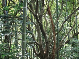 Shimin no Mori ở trên đồi và phía bên kia là khu rừng già cùng với những cây tre