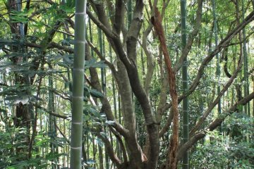 <p>Shimin no Mori อยู่บนเนินเขาเตี้ยๆ ซึ่งด้านหนึ่งติดกับป่าไผ่โบราณ</p>