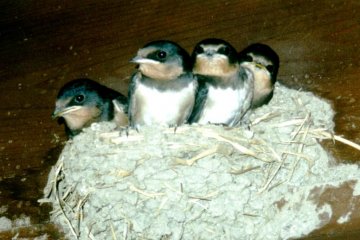 The Sparrows of Tsumago