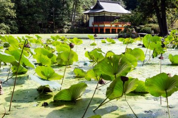Lotus pond (the blooming season is in August)